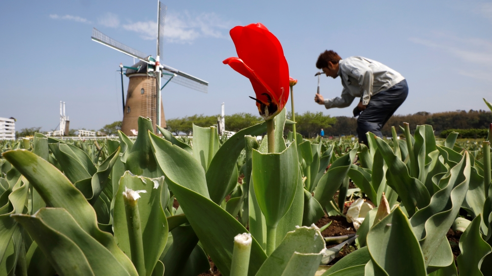 Sakura Furusato Square cuts over 100,000 tulips to avoid people visiting, following the coronavirus disease (COVID-19) outbreak, in Sakura, Chiba