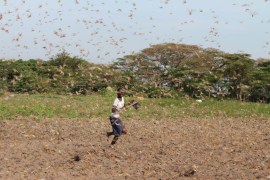 Desert locust, Uganda/PLEASE DO NOT USE