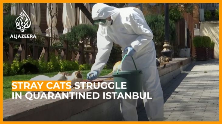 Stray cats struggle in quarantined Istanbul