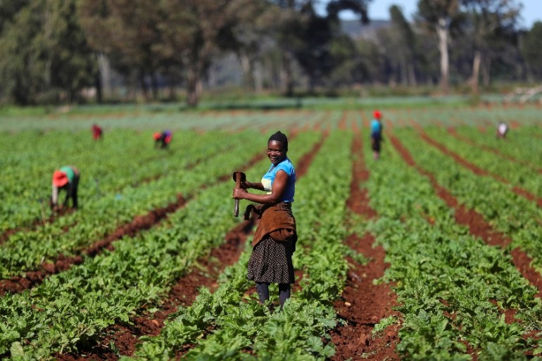 A worker holds a hoe as they remove weed at a farm amid the spread of the coronavirus disease (COVID-19), in Eikenhof, South Africa, April 16, 2020.