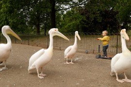 Pandemic Nature pelicans in london Reuters