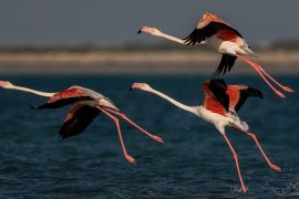 Flamingo birds on Qatar''s eastern coast [File:Sorin Furcoi/Al Jazeera]