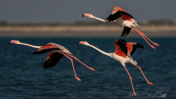 Flamingo birds on Qatar''s eastern coast [File:Sorin Furcoi/Al Jazeera]