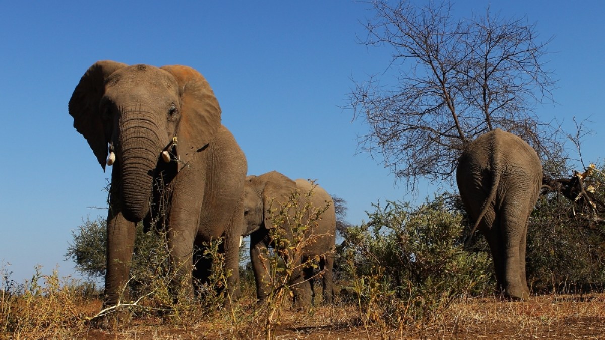 Botswana threatens to send 20,000 elephants to Germany | Environment News