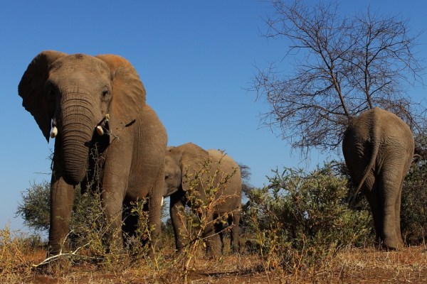 Ботсвана заплаши да изпрати 20 000 слона в Германия