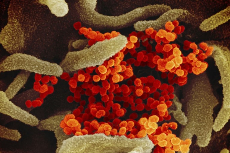 coronavirus microscope