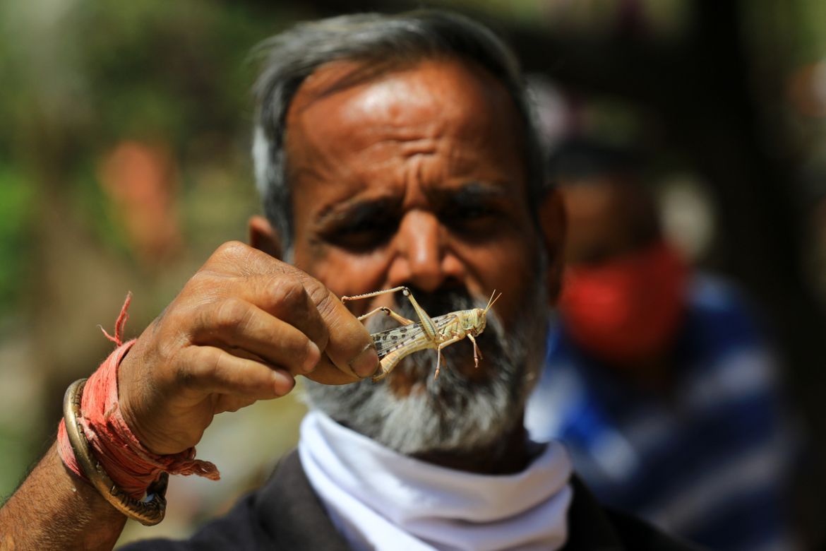 A man hold locust during the swarms of locust attack in the residential areas of Jaipur, Rajasthan, Monday, May 25, 2020. More than half of Rajasthans 33 districts are affected by invasion by these cr