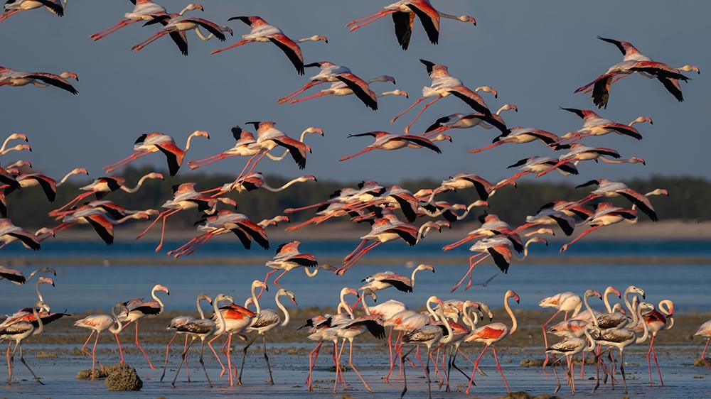 Flamingo birds on Qatar's eastern coast  [File:Sorin Furcoi/Al Jazeera]