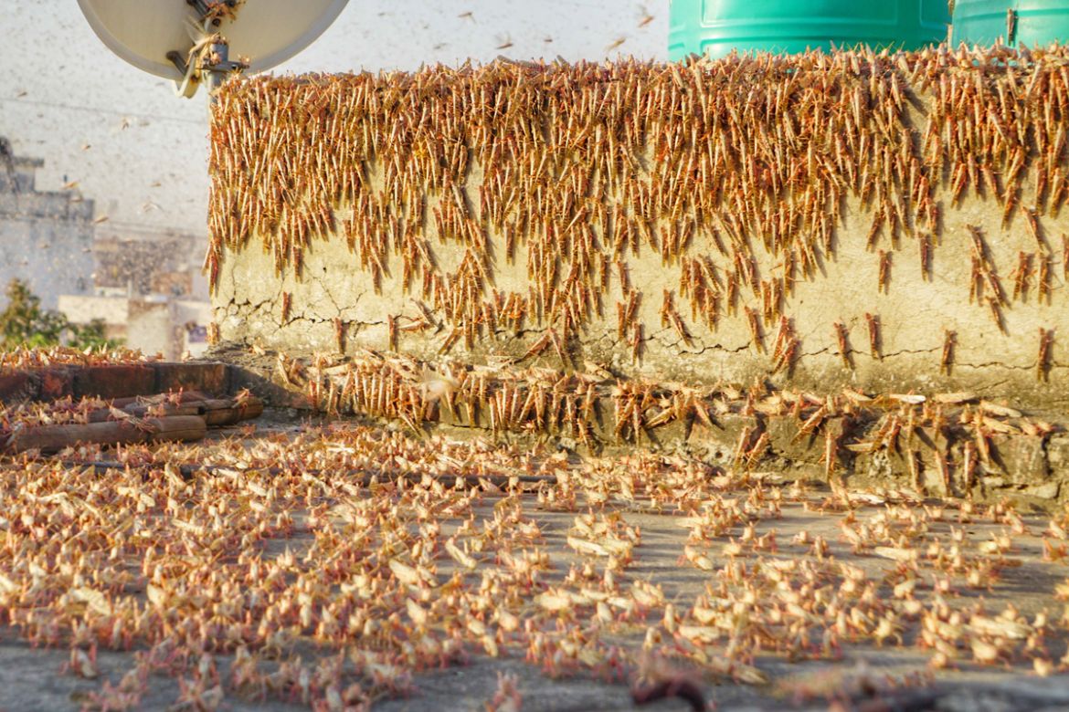 Swarms of locust attack in the residential areas of Jaipur, Rajasthan, Monday, May 25, 2020. More than half of Rajasthans 33 districts are affected by invasion by these crop-munching insects.(Photo by