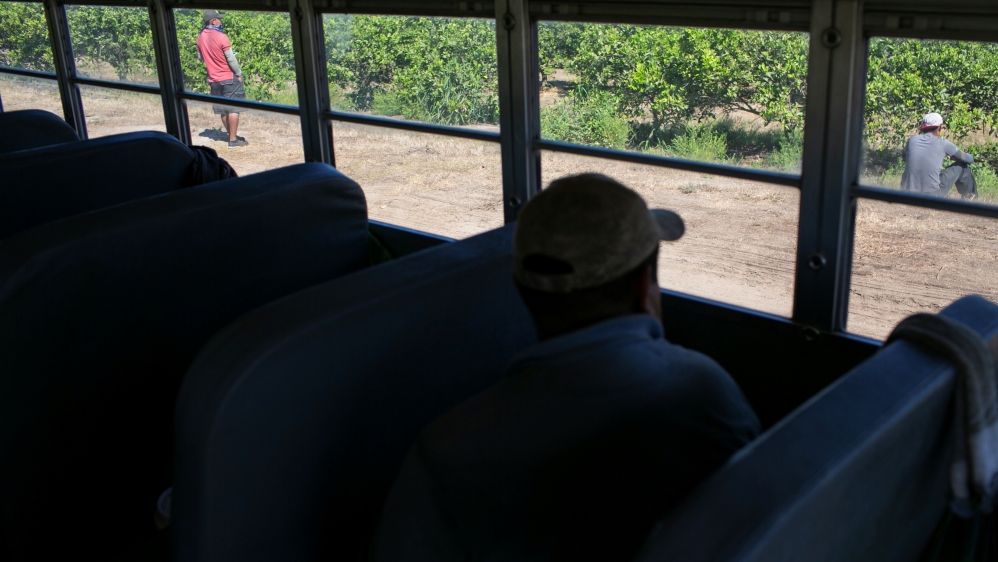 A Mexican migrant on a bus looks through a window during a harvest at an oranges farm in Lake Wales