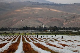 Palestinian farmers work in a field in Jordan Valley in the Israeli-occupied West Bank