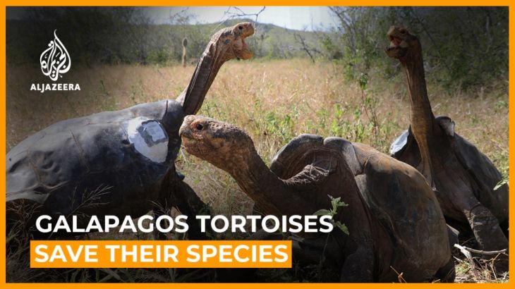 Giant Galapagos tortoises released after saving their species
