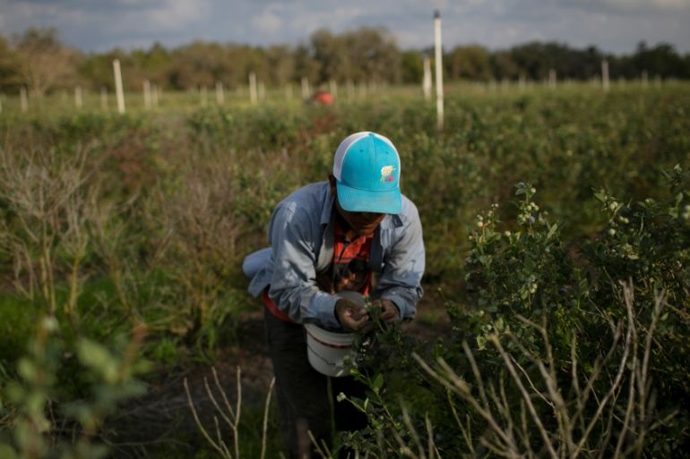 A Mexican migrant worker picks blueberries during a harvest at a farm in Lake Wales