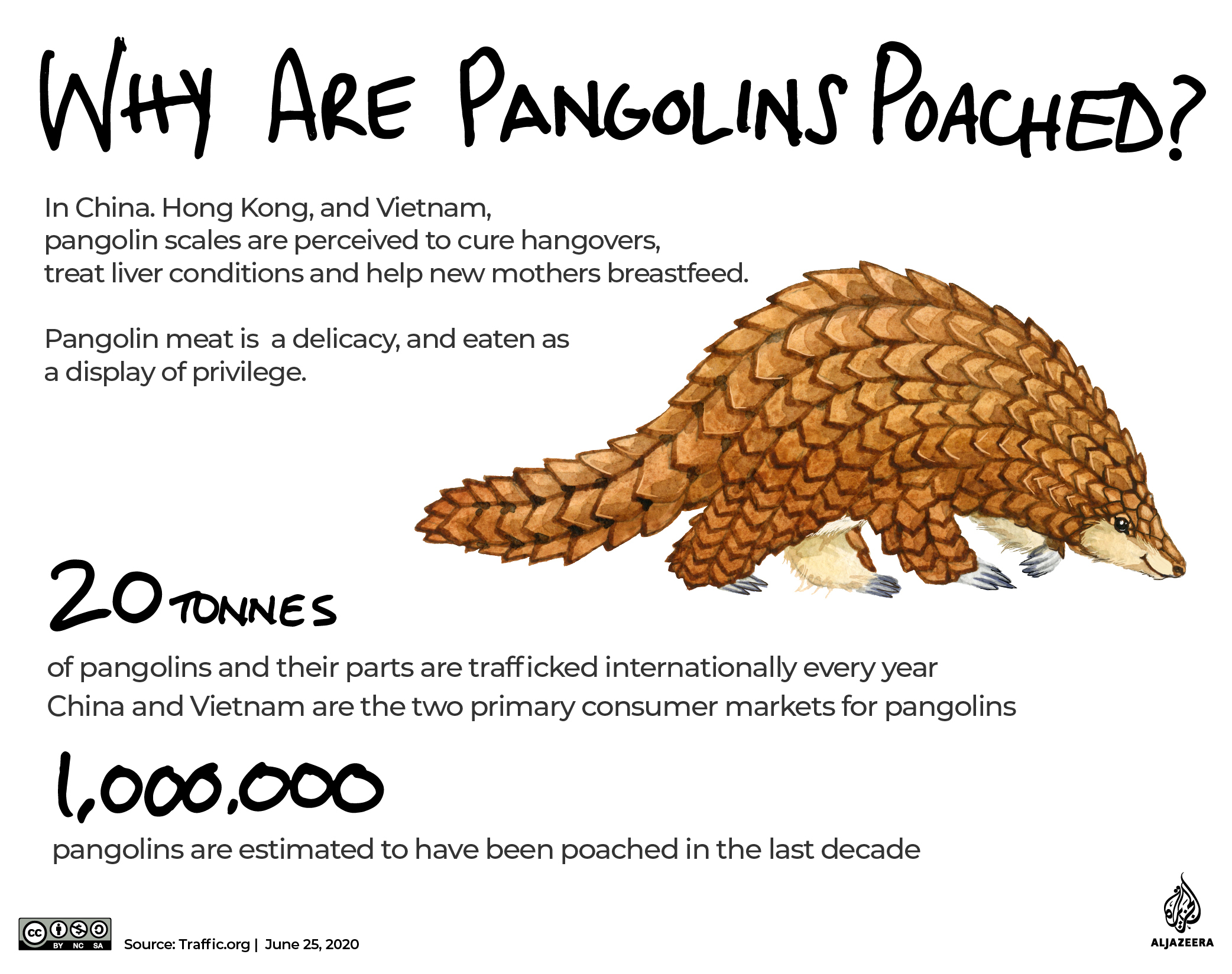 INTERACTIVE: The Green Read - pangolins and poaching