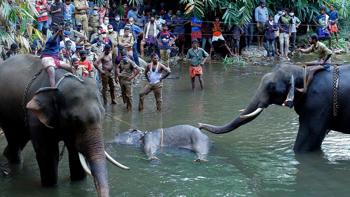 Pregnant elephant's death in India triggers 'hate campaign' | Wildlife News  | Al Jazeera