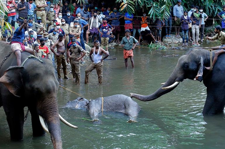 Pregnant Elephant killed in India