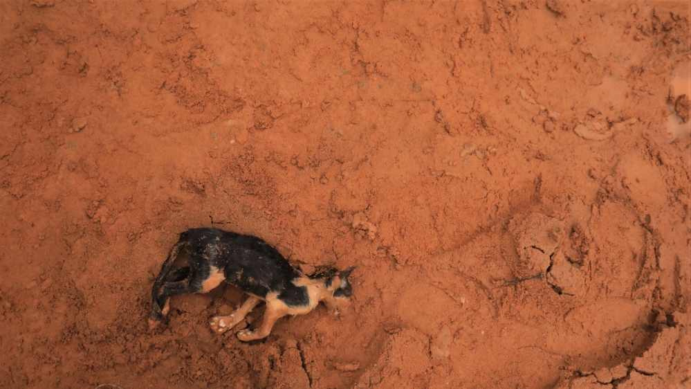 A dead cat is pictured at an area affected by landslide after unusually heavy rains in Anyama