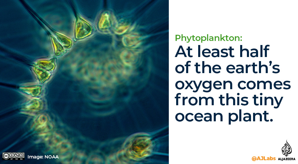 Interactive: Green Read ocean plant