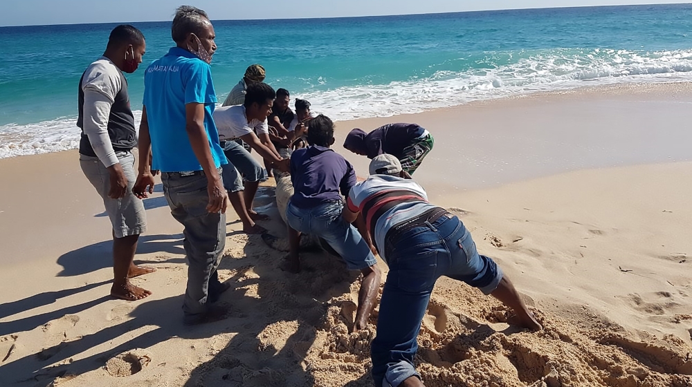 This handout picture taken and released on July 30, 2020 by Indonesian nature conservation agency (BKSDA) shows villagers trying to push a still-living whale back into the sea at Lie Jaka beach in Sab