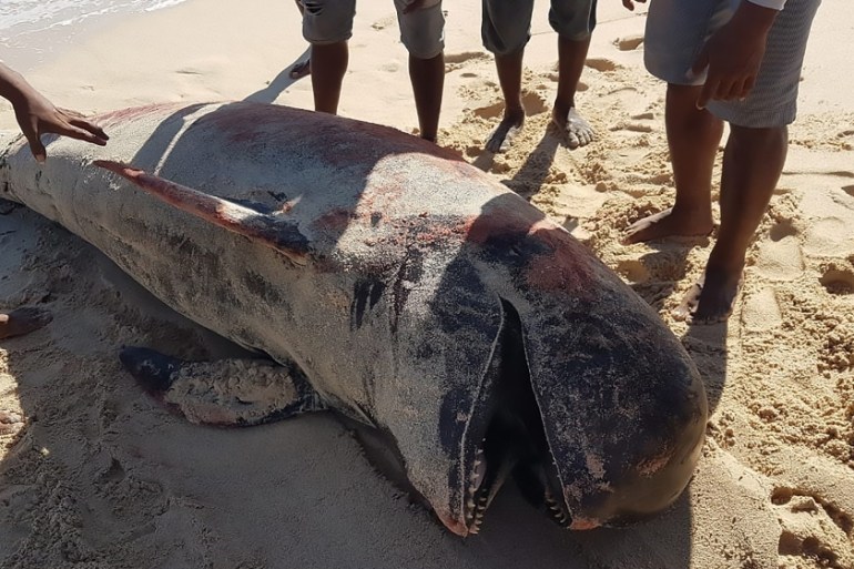 This handout picture taken and released on July 30, 2020 by Indonesian nature conservation agency (BKSDA) shows villagers looking at a dead whale at Lie Jaka beach in Sabu Raijua, East Nusa Tenggara.