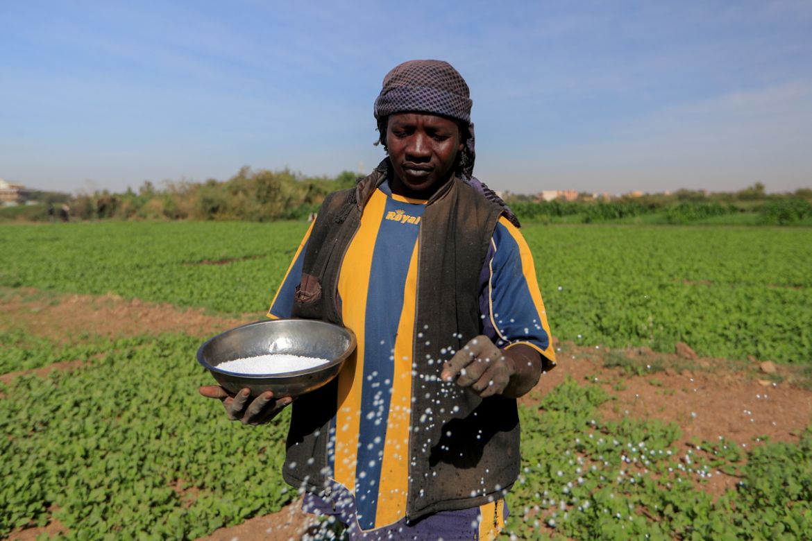 A farmer sprinkles fertiliser onto crops at a field on Tuti Island, Khartoum, Sudan, February 12, 2020. REUTERS/Zohra Bensemra SEARCH "BENSEMRA NILE" FOR THIS STORY. SEARCH "WIDER IMAGE" FOR ALL S