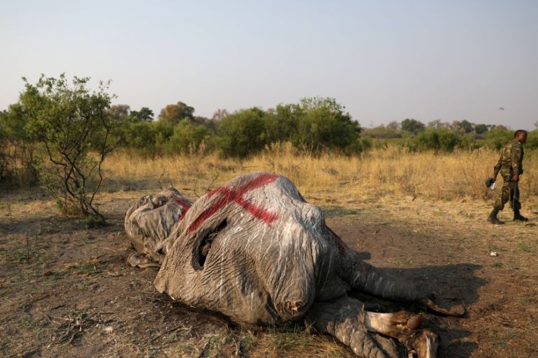 A member of the military walks away after inspecting the carcass of an elephant in the Mababe area, Botswana