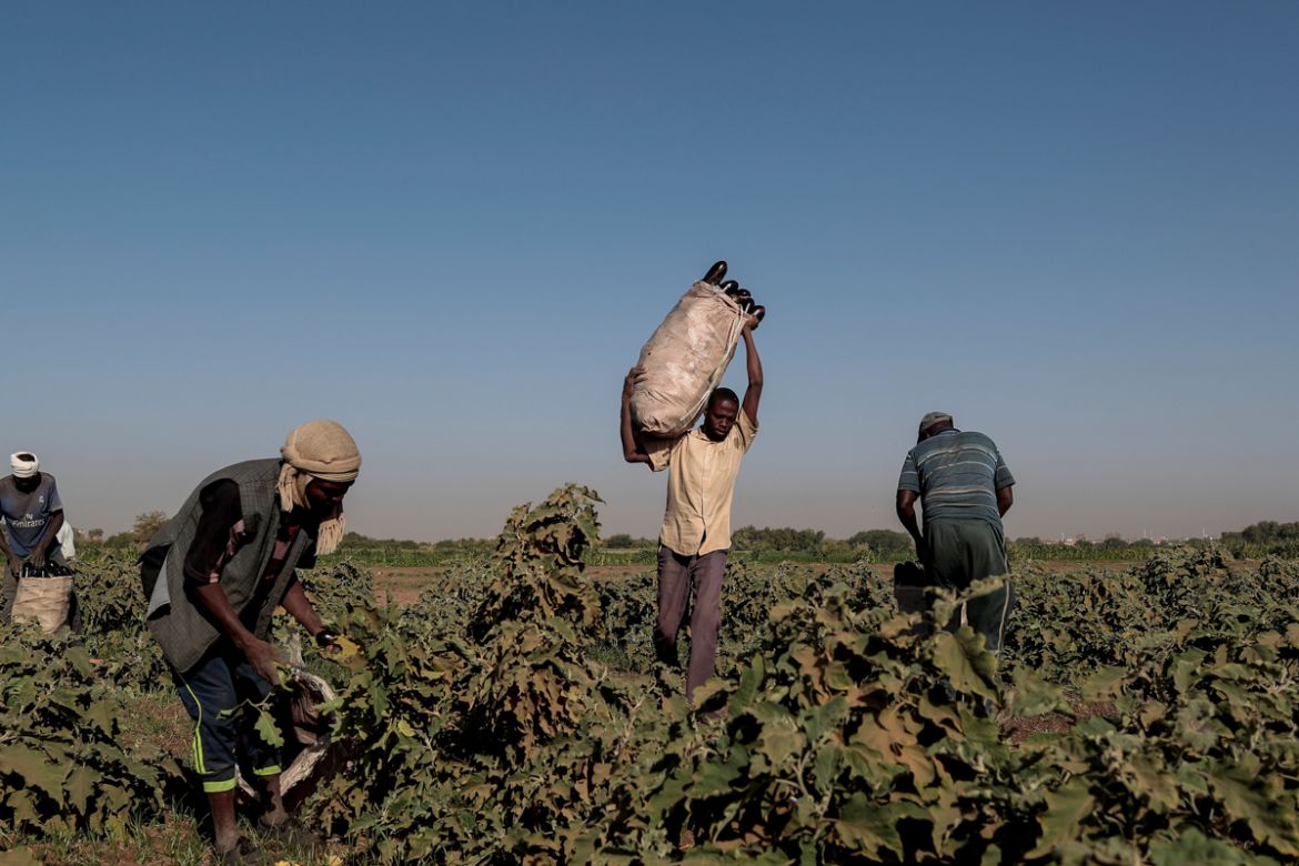 Mussa Adam Bakr (R), 48, who farms a plot of land next to a mud brick factory, collects eggplants with his workers on his field on Tuti Island, Khartoum, Sudan, February 14, 2020. "I came to Tuti in 1