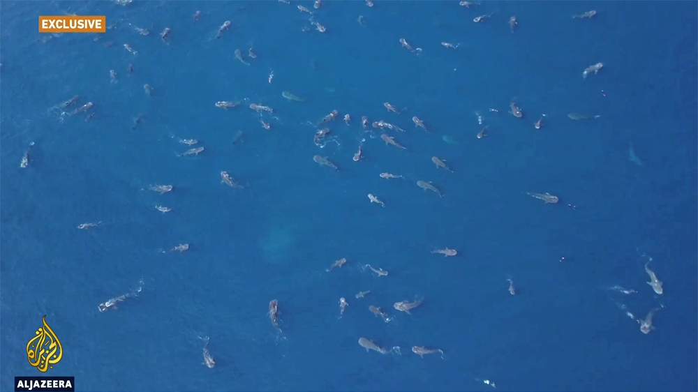 whale sharks drone footage