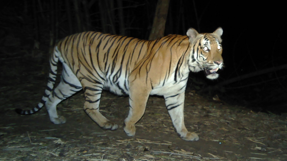 Thailand tiger