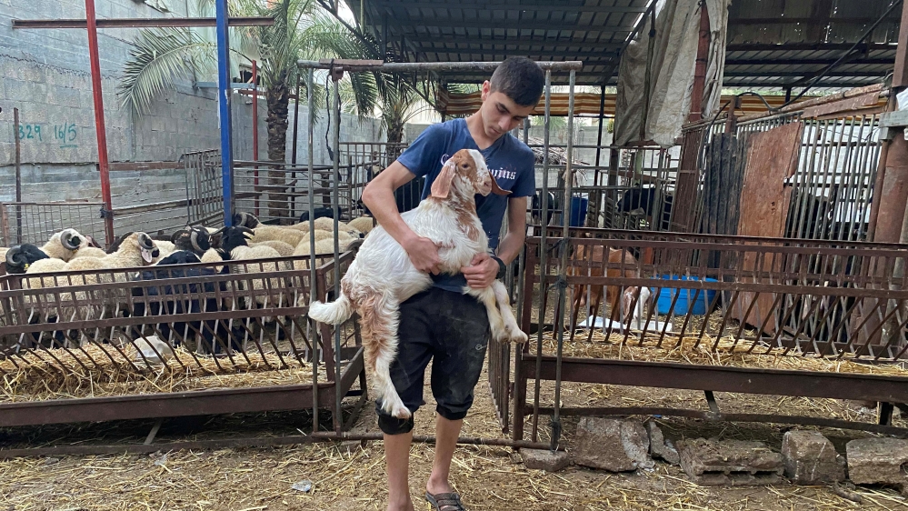 A Palestinian boy carries a goat in a farm where livestock are sold for the upcoming Eid Al Adha sacrifice, in the northern Gaza Strip