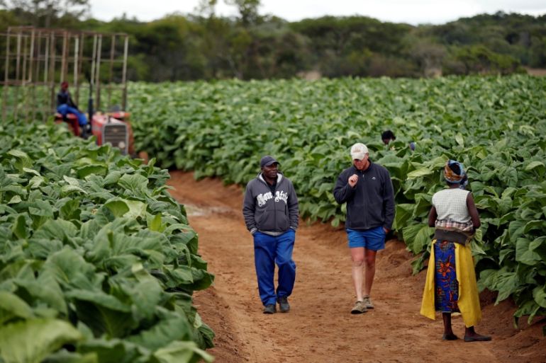 Farm workers chat during the harvesting of tobacco at Dormervale farm east of Harare
