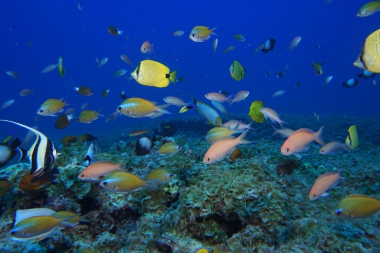 In this Sept. 6, 2017 photo provided by the National Oceanic and Atmospheric Administration (NOAA), fish swim on a reef at Pearl and Hermes Atoll in the Northwestern Hawaiian Islands. In 2016, governm