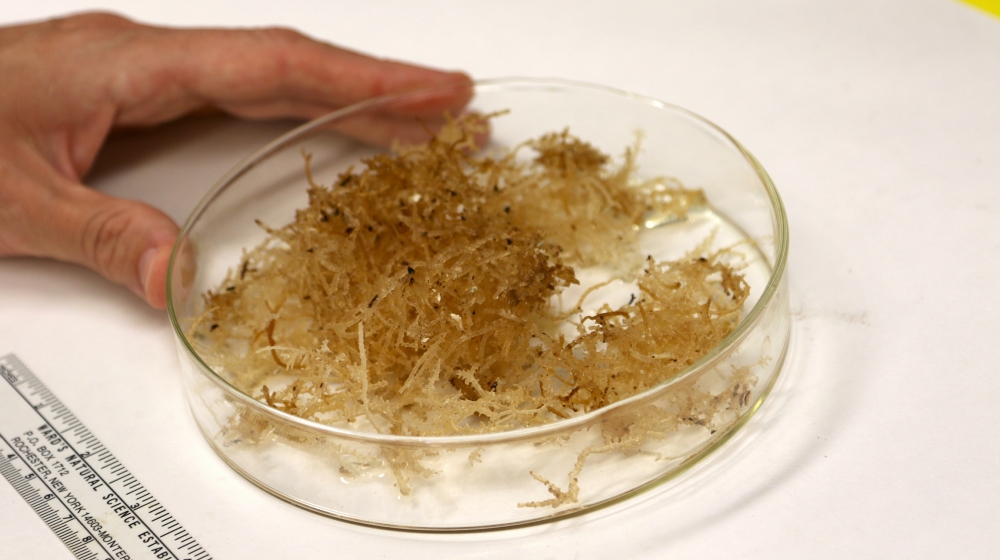 University of Hawaii at Manoa Interim Associate Dean and Professor Alison Sherwood looks at a new species of seaweed found in the Northwestern Hawaiian Islands, Friday, June 19, 2020, in her lab in Ho