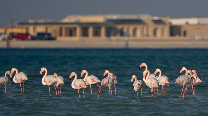 Qatar: Nature and Development at a Crossroads [Sorin Furcoi/Al Jazeera]