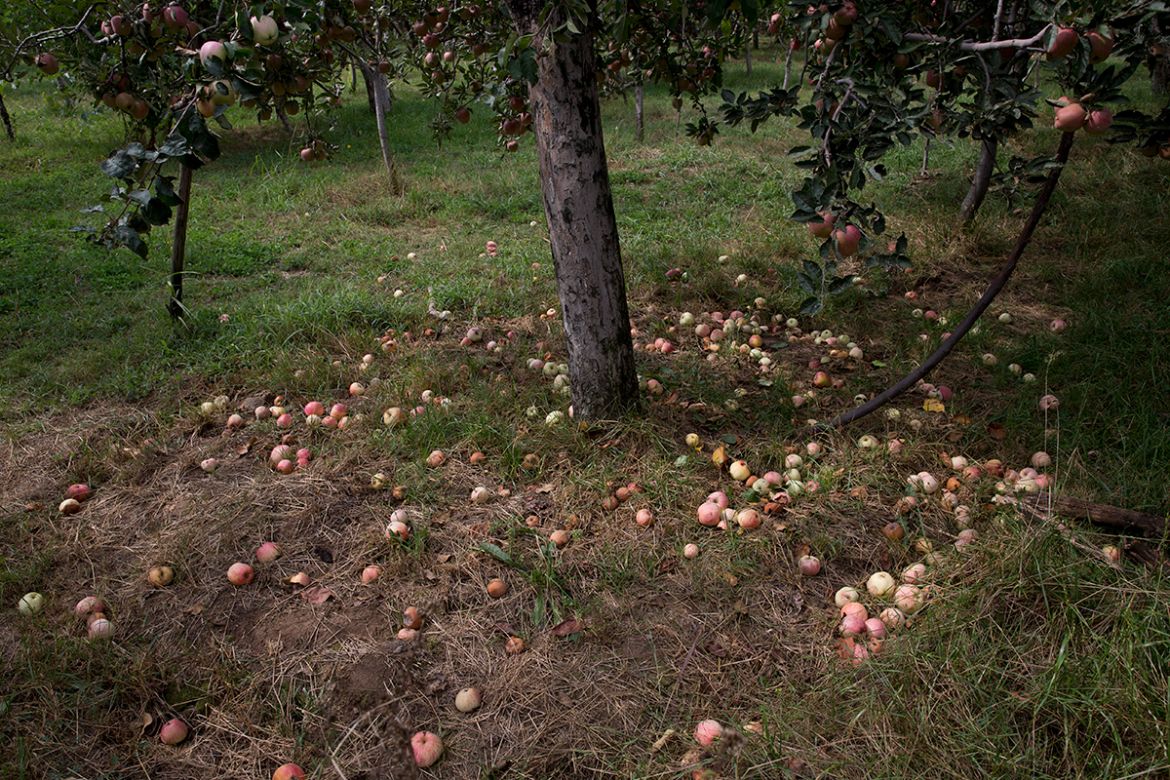In this picture taken on Sunday, Oct. 6, 2019, Rotten apples are seen lying under the trees as they were not plucked on the right time inside an orchard in Wuyan, south of Srinagar Indian controlled