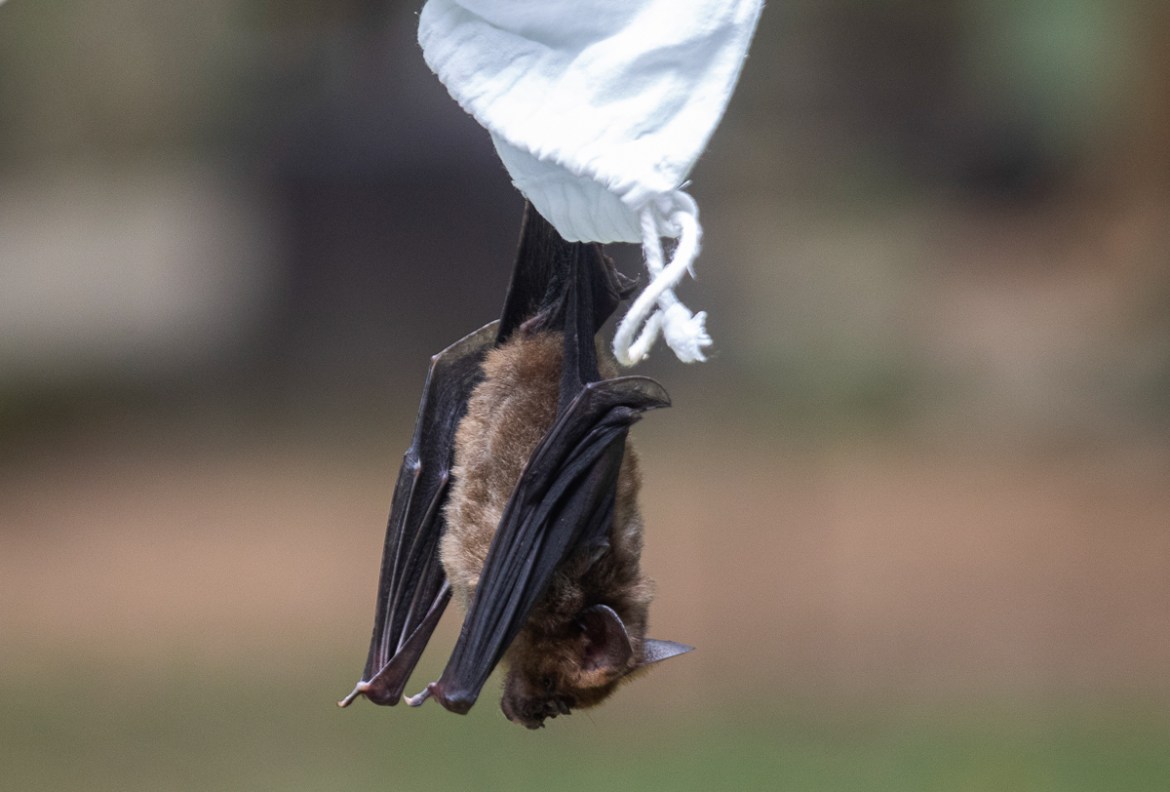A researcher releases a bat after taking blood sample bat inside Sai Yok National Park in Kanchanaburi province, west of Bangkok, Thailand, Saturday, Aug. 1, 2020. Researchers in Thailand have been tr
