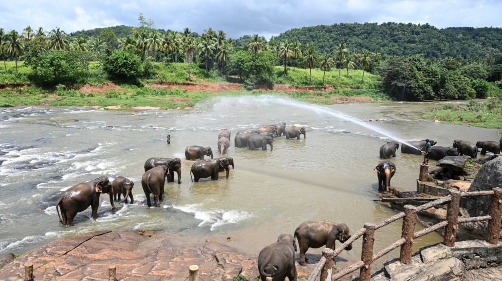 SRI LANKA-ANIMAL-ELEPHANT-DAY