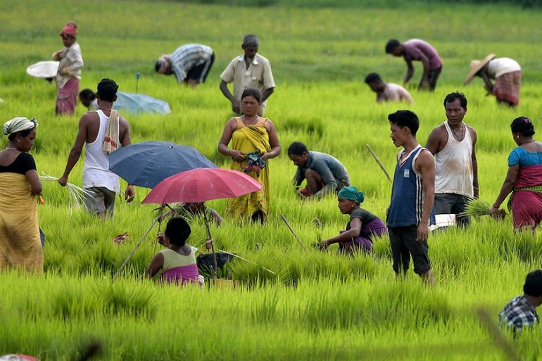 epa08595596 Indian villagers engaged in plucking paddy seedlings in Morigaon district of Assam, India, 10 August 2020. Planting of paddy is still continuing in low lying areas which were affected by t