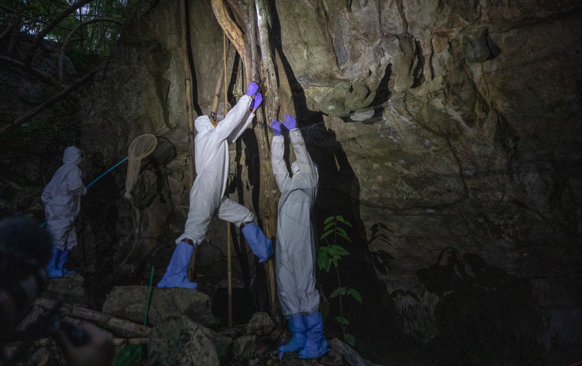 Researchers catch bat in front of cave inside Sai Yok National Park in Kanchanaburi province, west of Bangkok, Thailand, Friday, July 31, 2020. Researchers in Thailand have been trekking though the co
