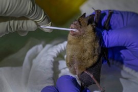A researcher swaps samples from a bat''s mouth inside Sai Yok National Park in Kanchanaburi province, west of Bangkok, Thailand, Friday, July 31, 2020. Researchers in Thailand have been trekking though
