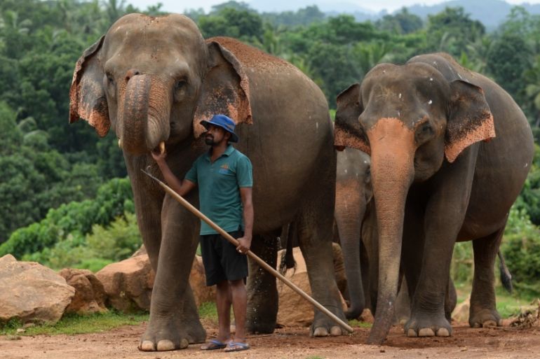 SRI LANKA-ANIMAL-ELEPHANT-DAY