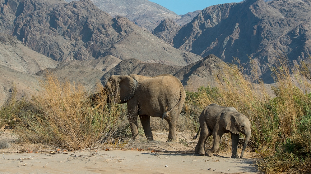 NAMIBIA - 2019/11/29: African elephant (Loxodonta africana) mother and baby in the Huanib River Valley in northern Damaraland/Kaokoland, Namibia. (Photo by Wolfgang Kaehler/LightRocket via Getty Image