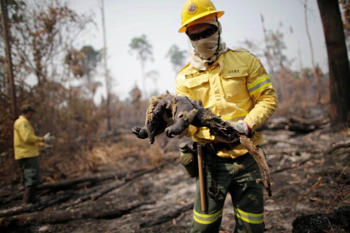 A Brazilian Institute for the Environment and Renewable Natural Resources (IBAMA) fire brigade member holds a dead anteater while attempting to control hot points in a tract of the Amazon jungle near