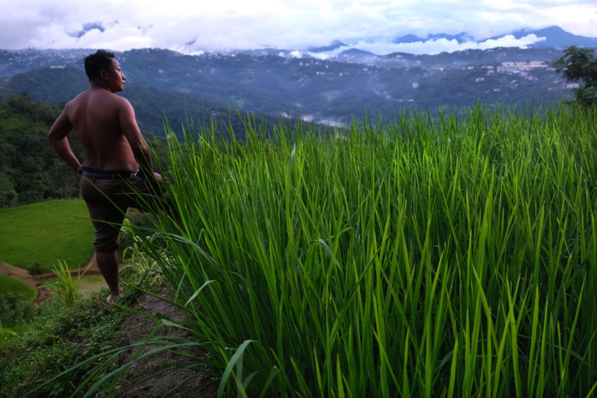 An Angami Naga man stands by a field growing "Rosolha," or ration rice, that was first provided by the British as ration after they bombed and burnt Kohima village during World War II in 1944, on the