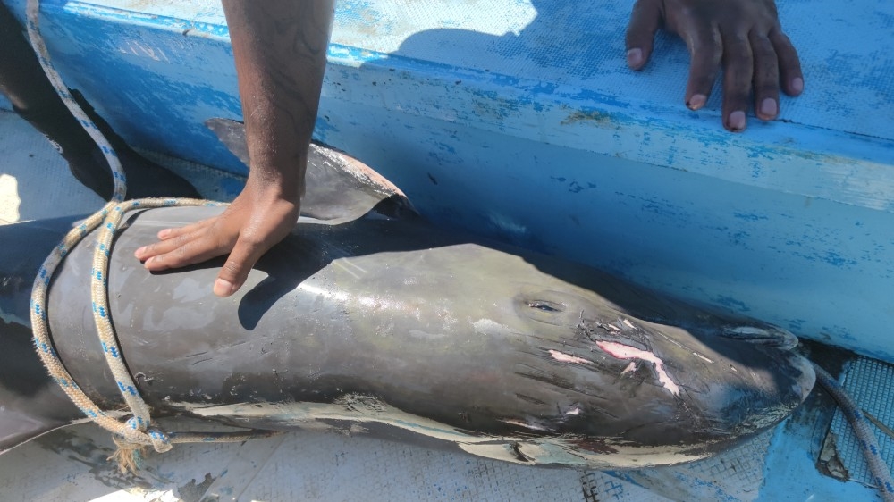 A dead dolphin is seen on a boat as it is brought to the marine fish farm of Mahebourg