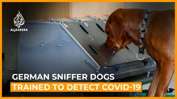 German sniffer dogs show promise at detecting coronavirus