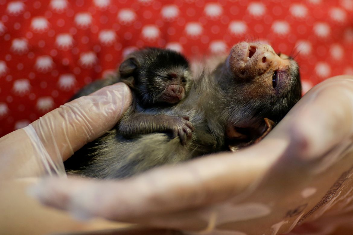 Veterinarian Carine Hanna takes care of Xita, a Rondon''s marmoset, who was rescued by the state environmental police after giving birth, at the Clinidog veterinary clinic, in Porto Velho, Rondonia Sta
