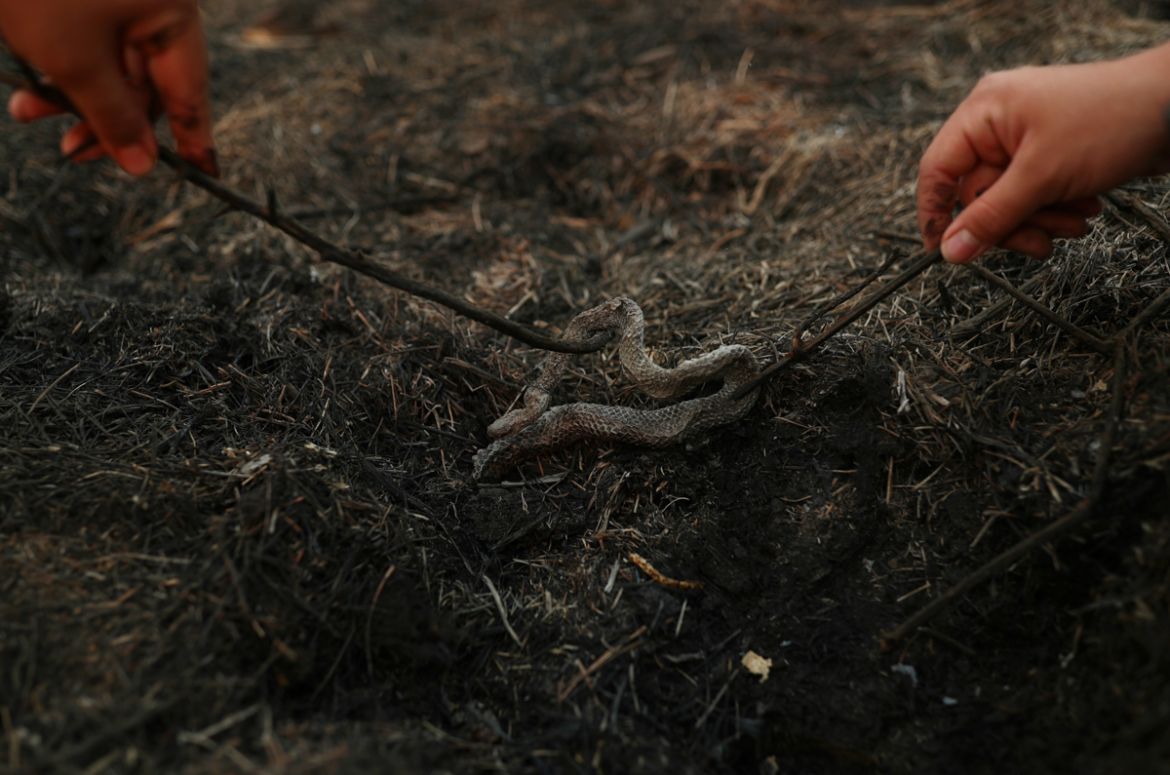 Isabella Cristina Pereira Britto, a veterinary student, and Eduarda Fernades, a local guide, inspect a dead snake in an area that was burnt in a fire in the Pantanal, the world''s largest wetland, in P