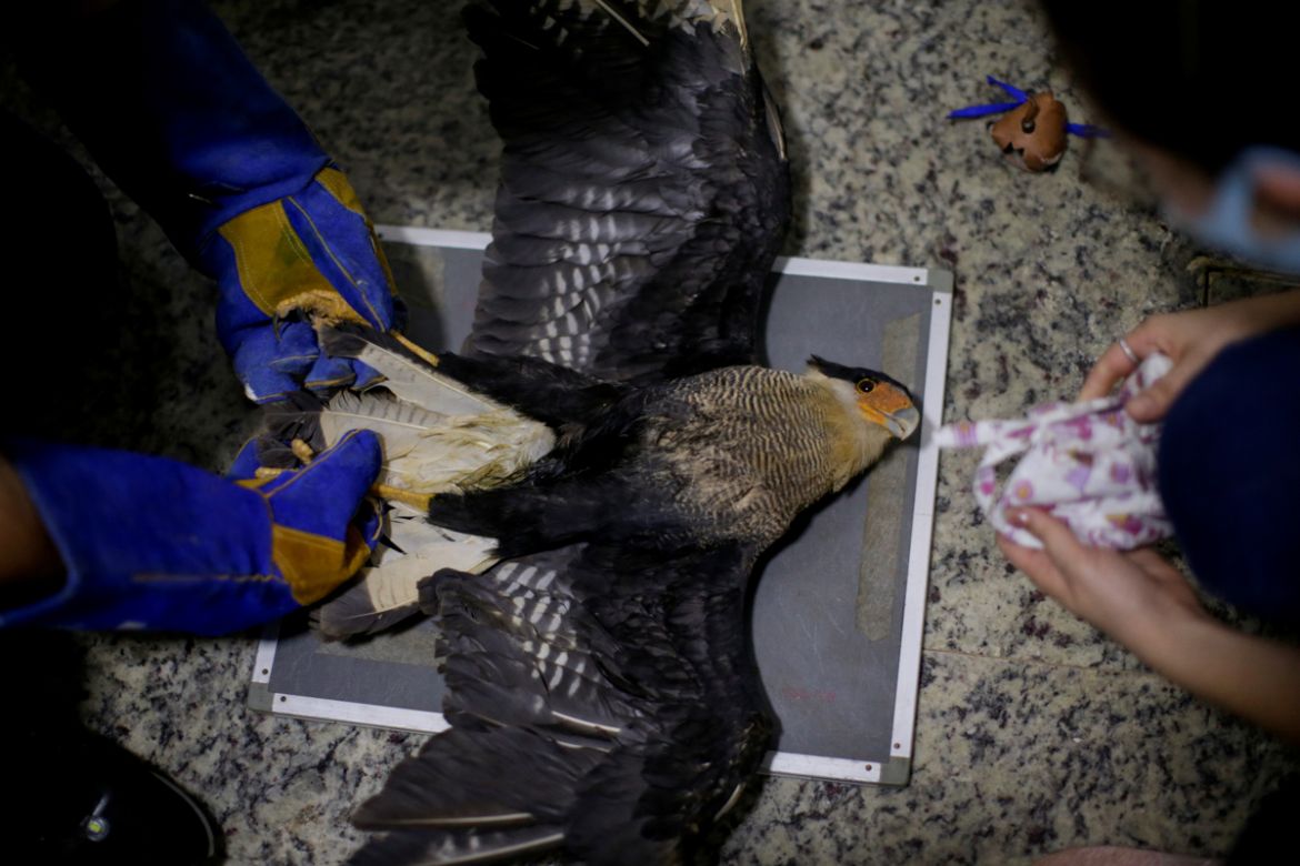 Veterinarian Carlos Henrique cares for a Caracara hawk with symptoms of food infection at the Clinidog veterinary clinic near Porto Velho, Rondonia State, Brazil August 24, 2020. The weak and the dyin