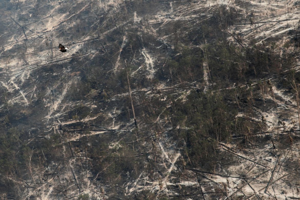 A hawk flies over a tract of burnt Amazon jungle near Porto Velho, Rondonia State, Brazil August 14, 2020. In the dry season ranchers and land speculators set fires to clear deforested woodland for pa